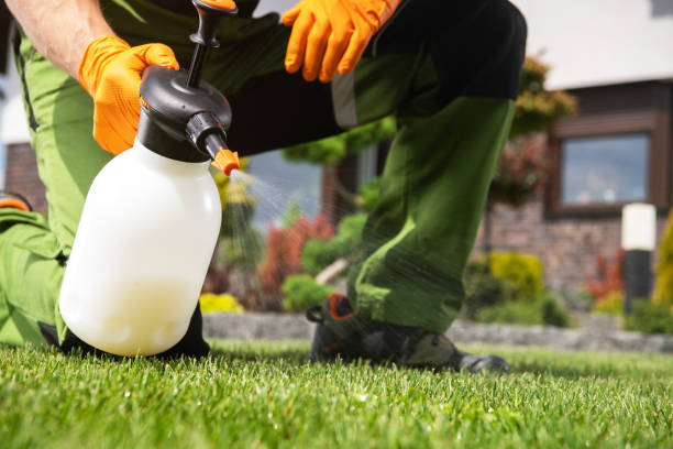 Best Emergency Pest Control  in Valle Vista, CA