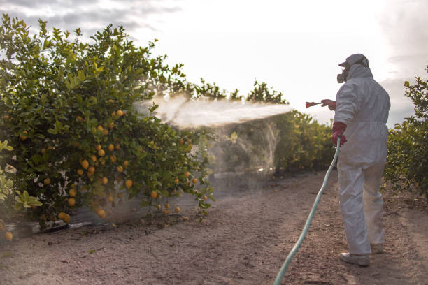Best Flea Control Services  in Valle Vista, CA