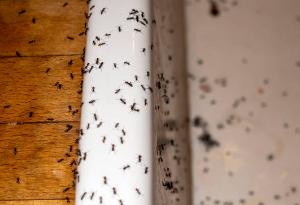 Valle Vista, CA Pest Control Company