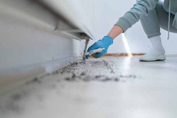 Best Termite Control Services  in Valle Vista, CA